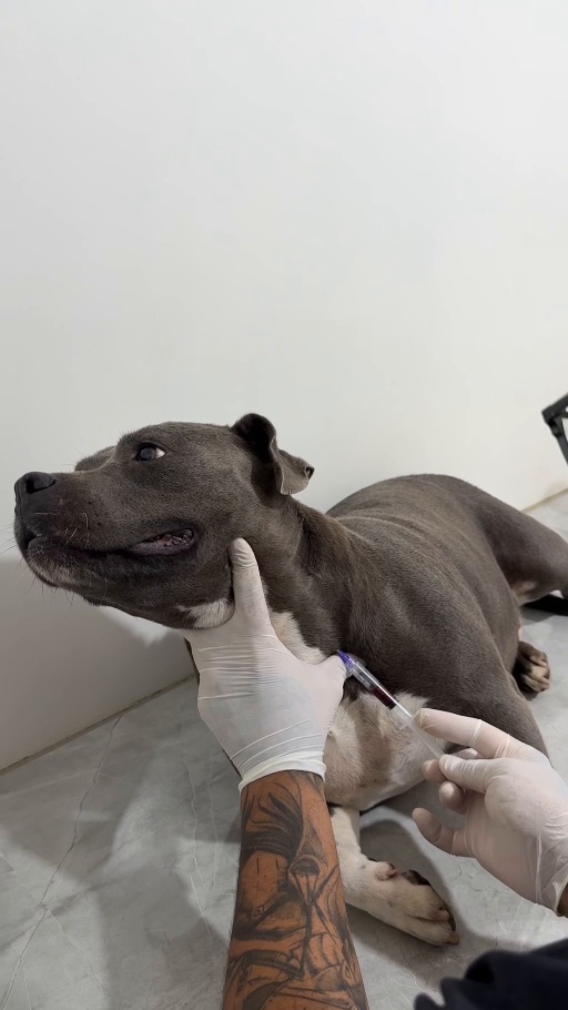 Atendimento e manejo veterinário de paciente canino na Clínica Veterinária Lobo Guará.