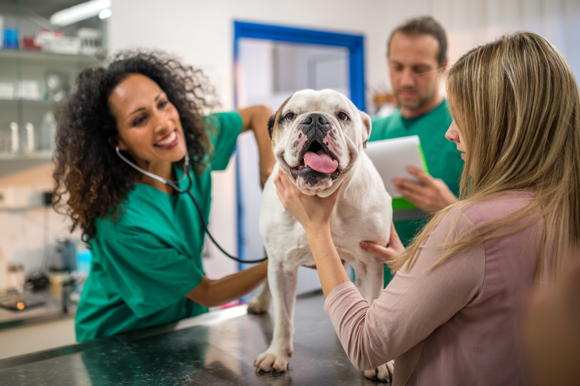 Veterinarian examining dog