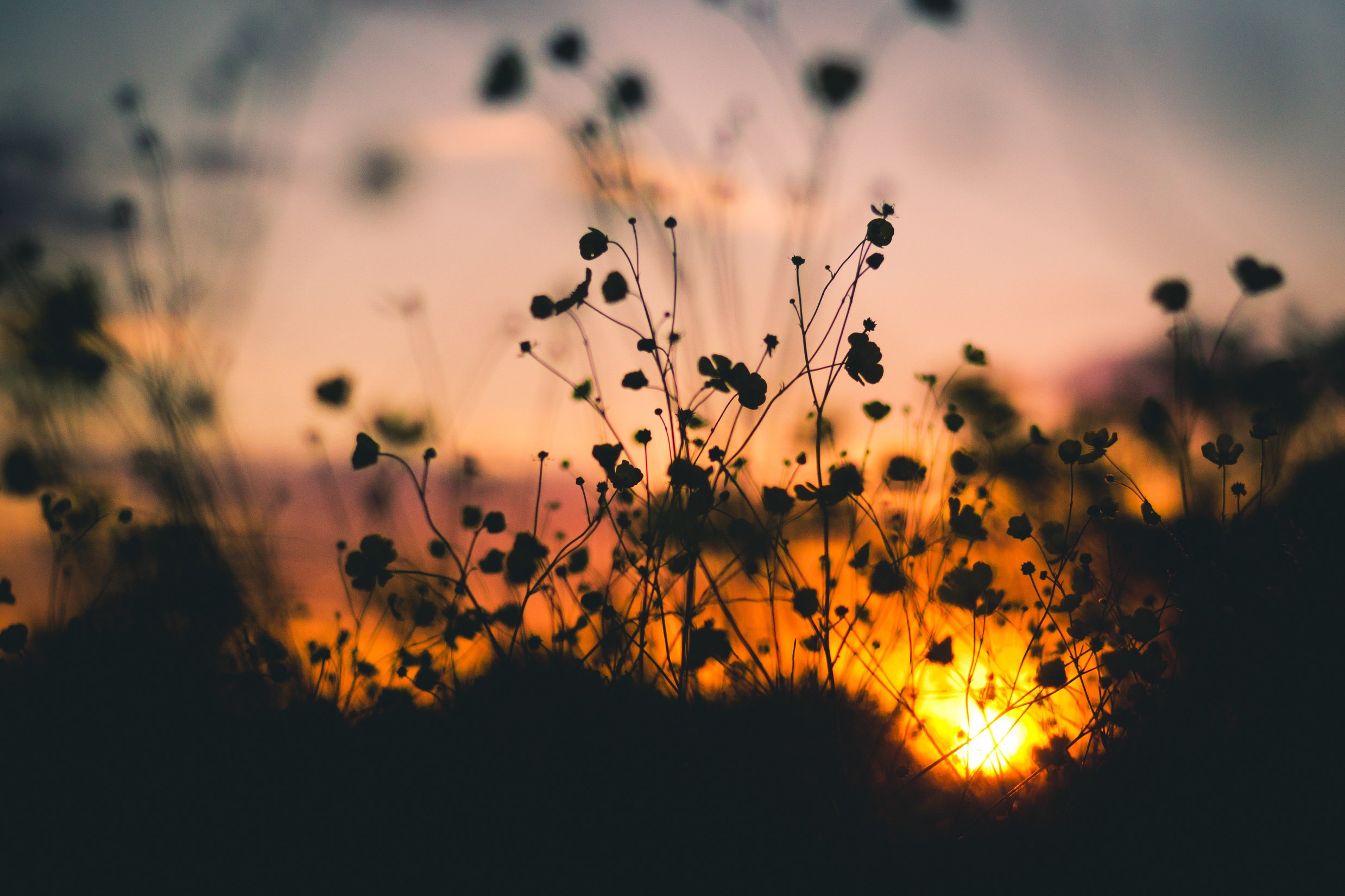 Silhouette of Flower